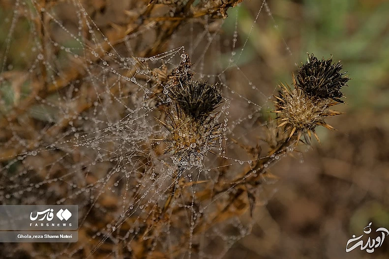 (تصاویر) همنشینی قطرات شبنم با تارهای عنکبوت